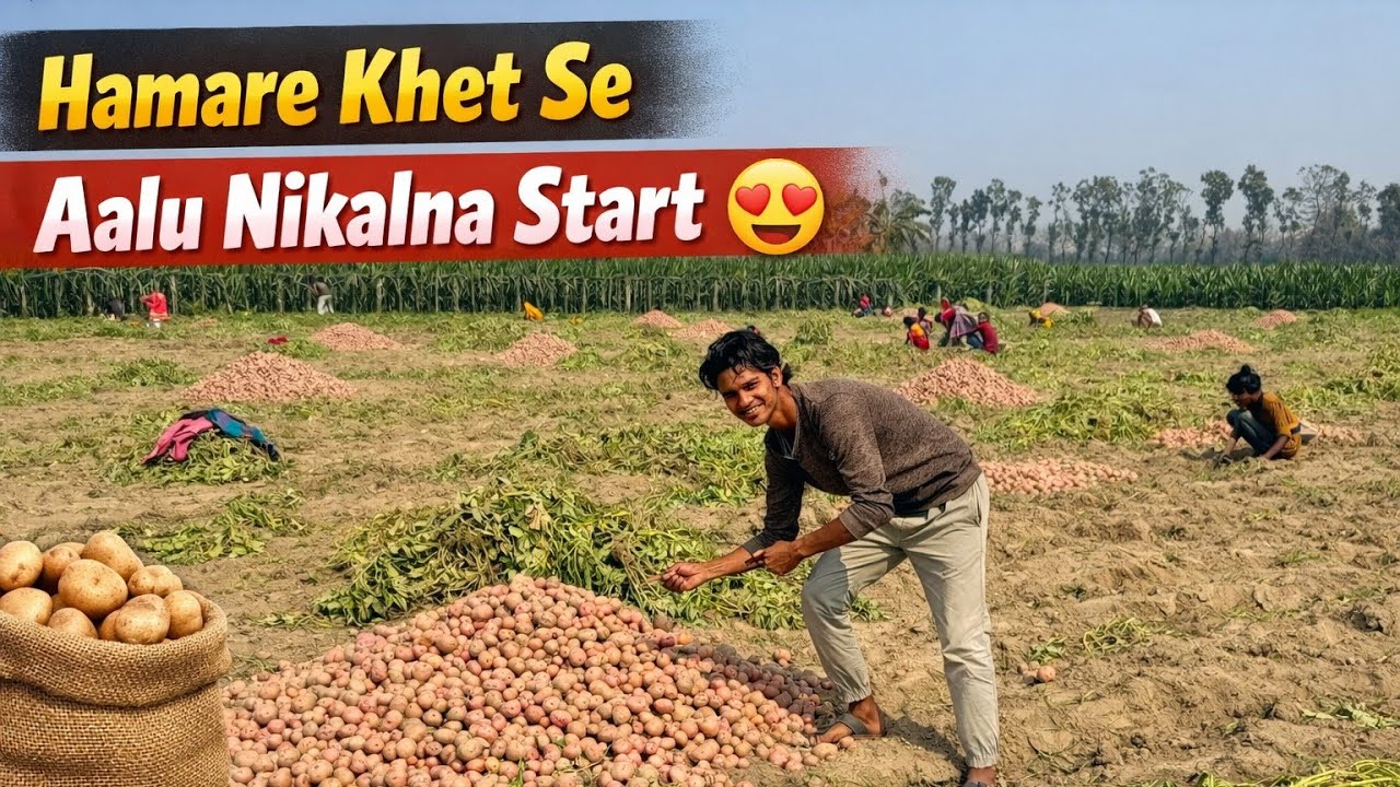 Hamare Khet se Aalu Nikalna Start 😍 | Mehnat ka Result Dekho 