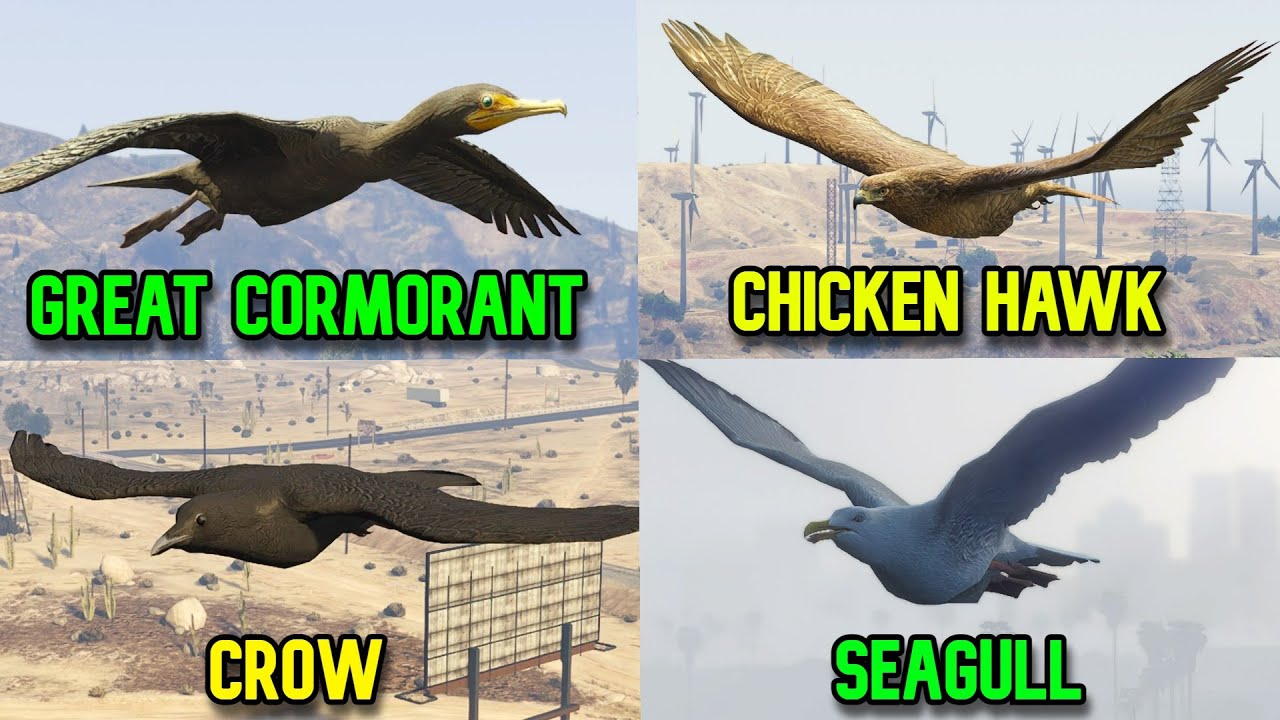 Gta 5 Great Cormorant, Chicken Hawk, Crow and Seagull Locations