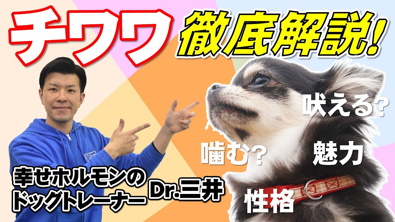 【チワワは意外と〇〇です！】幸せホルモンのドッグトレーナーが徹底解説！チワワの性格、魅力、飼育の3つのポイント