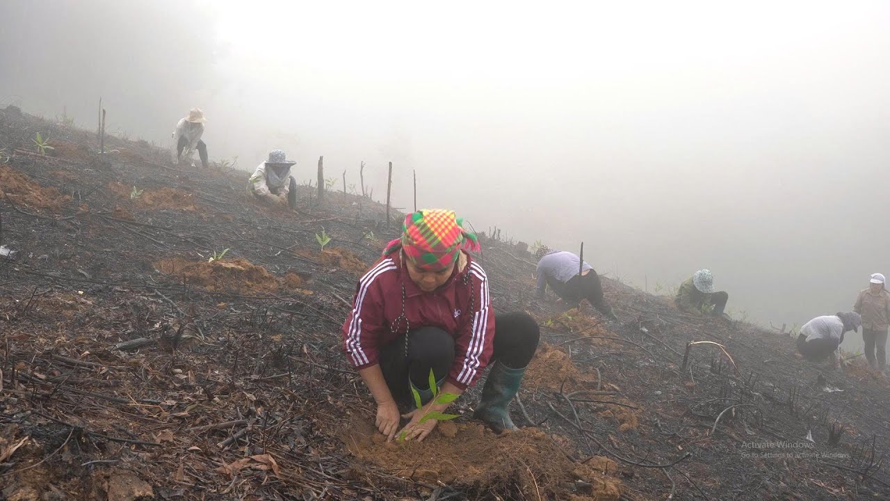 Ly Tieu My helped her boss plant trees to green the barren hills.