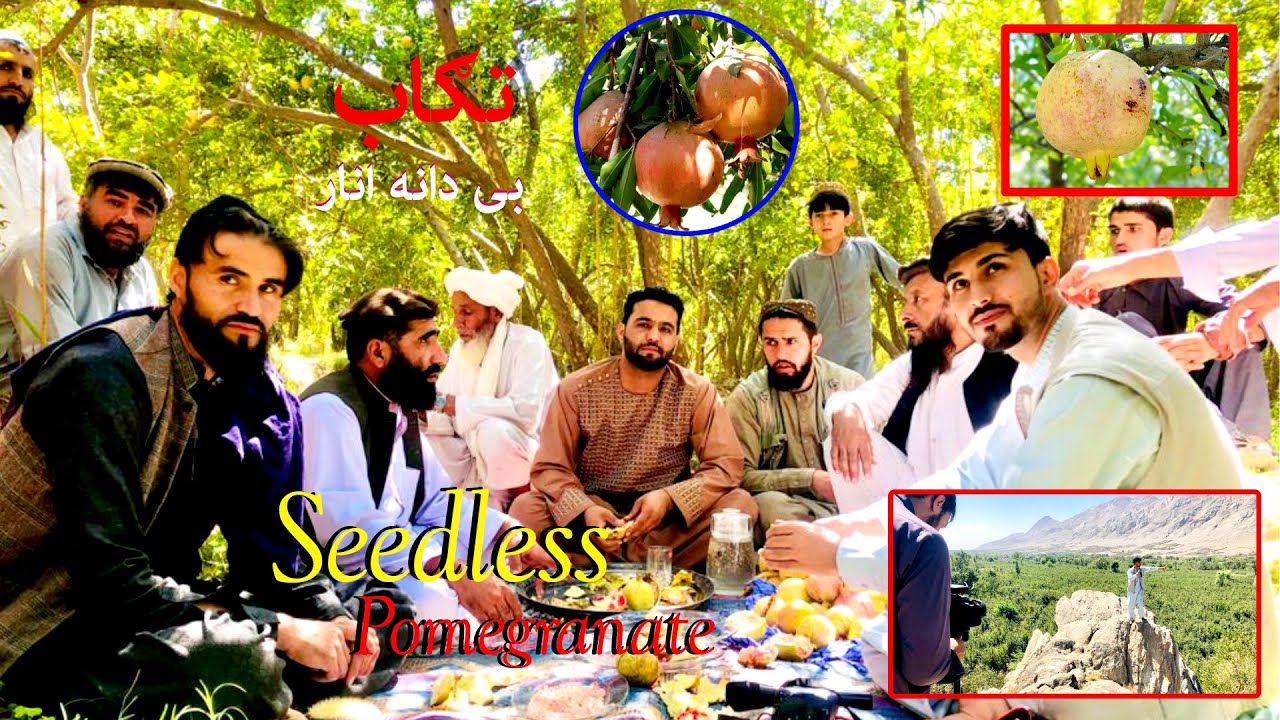 Tagab Pomegranate | Kapisa | تگاب انار بی دانه، دانه دار، تروه | ځانګړی راپور