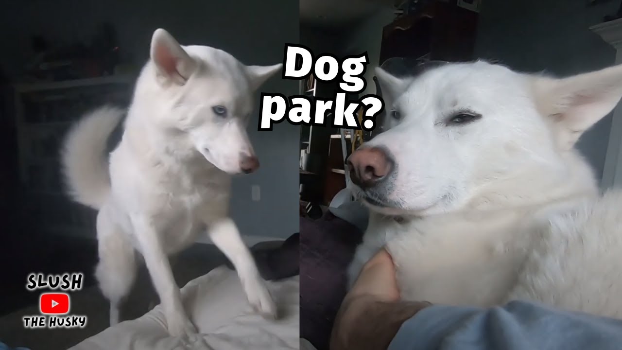 My Husky's Morning Routine at the Dog Park