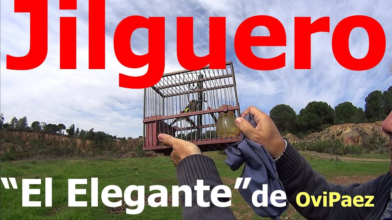 jilguero educado a cante campero de reclamo