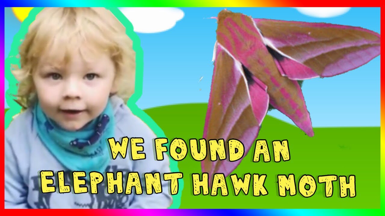 WE FOUND AN ELEPHANT HAWK MOTH / moth trap / moths for kids || MOTHS
