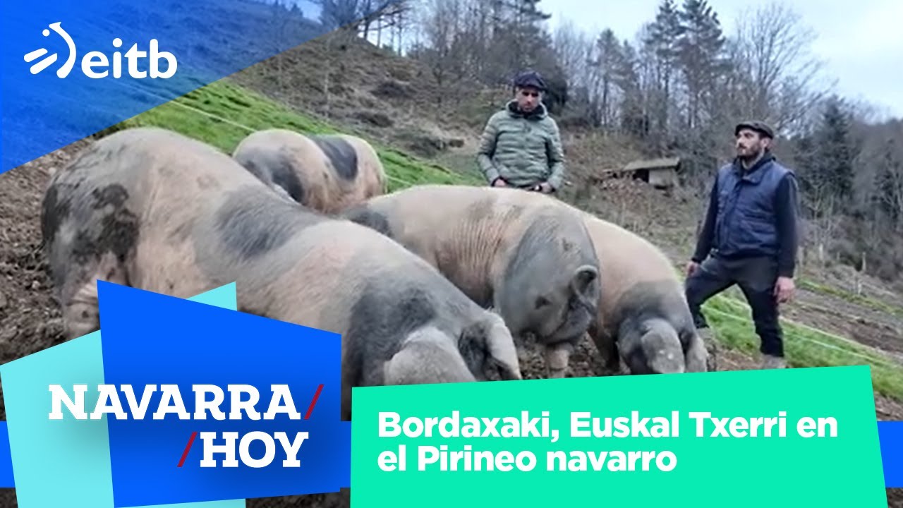 NAVARRA HOY: Bordaxaki, Euskal Txerri en el Pirineo navarro 