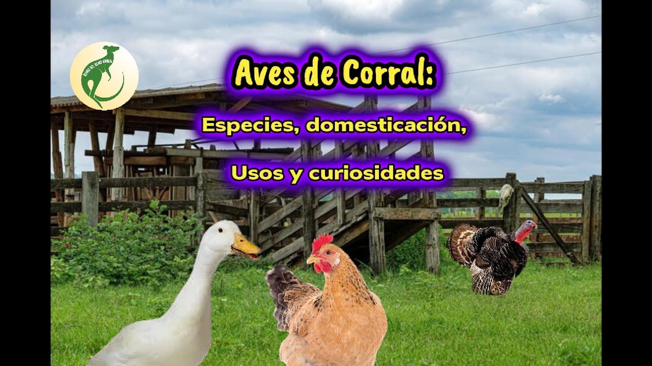 AVES DE CORRAL: Historia, domesticaci&oacute;n, usos y curiosidades (Con Fiona, Nico y Teodoro) #animales