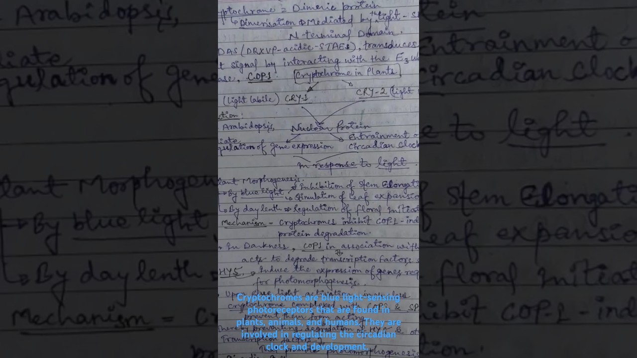 Cryptochromes are blue light-sensing photoreceptors