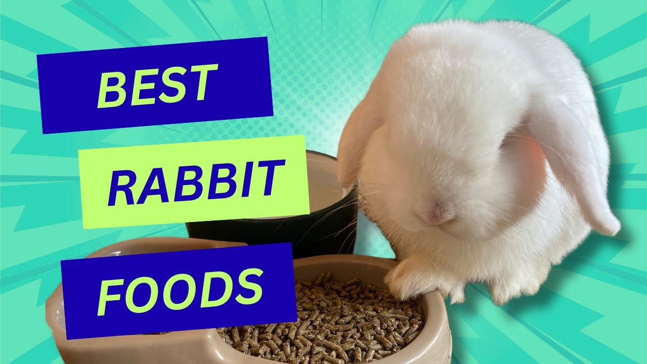 Best Foods To Feed Your Rabbit