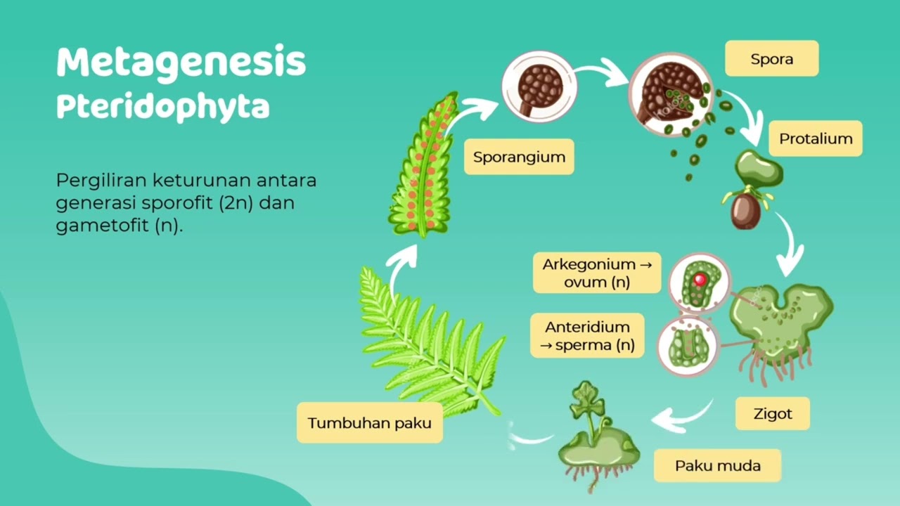Reproduksi Tumbuhan Paku (Pteridophyta)