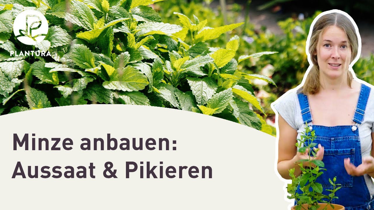 Minze anbauen: Aussaat & pikieren (Anleitung)