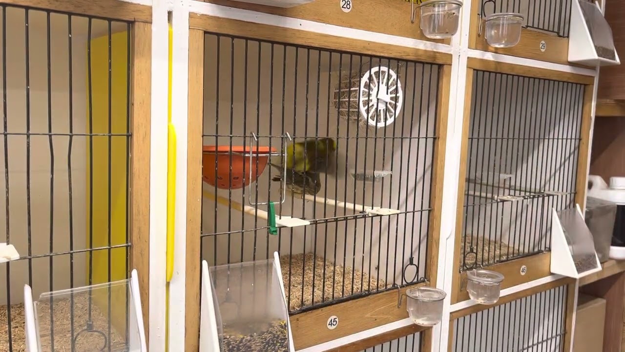 2023 Fife Breeding Season