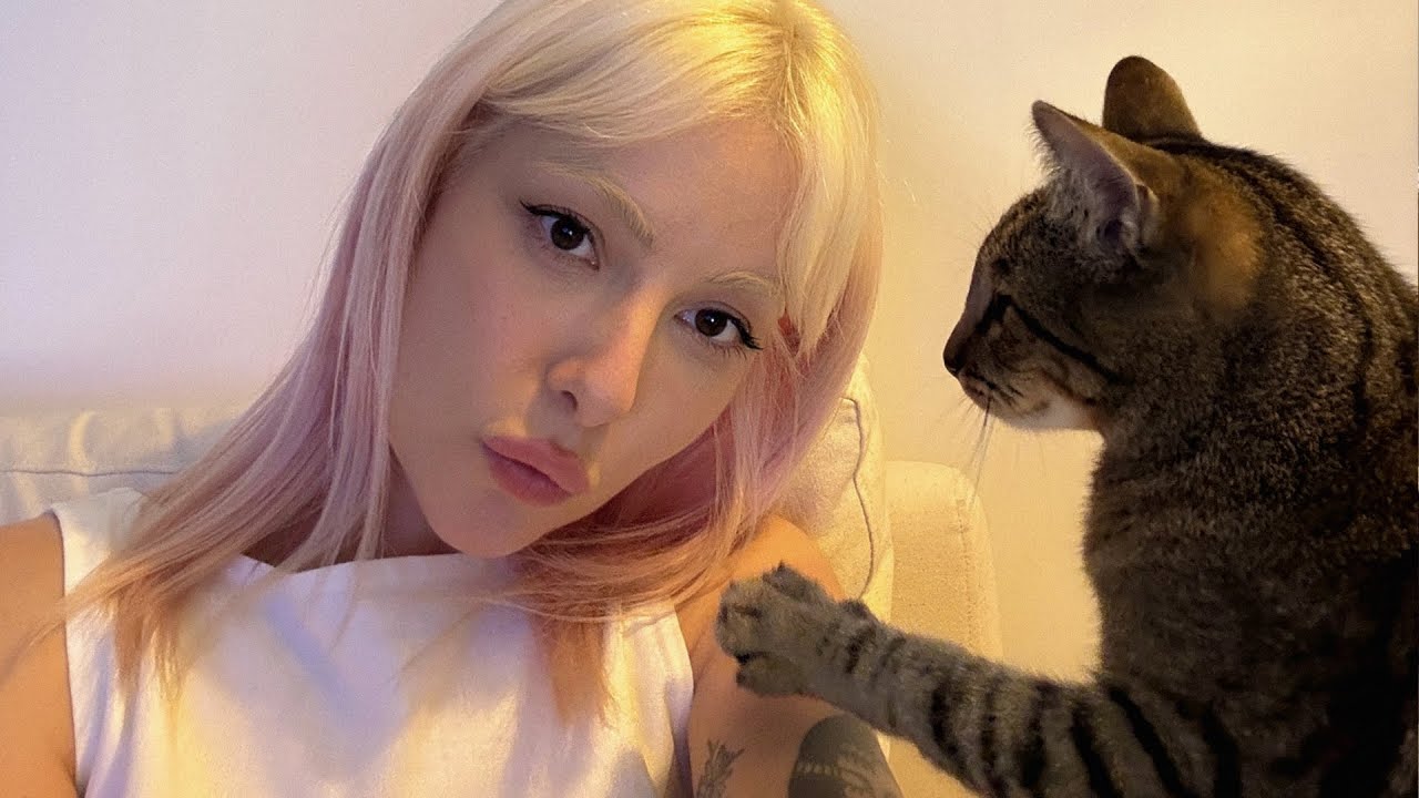 os gatos não gostaram do meu ateliê novo
