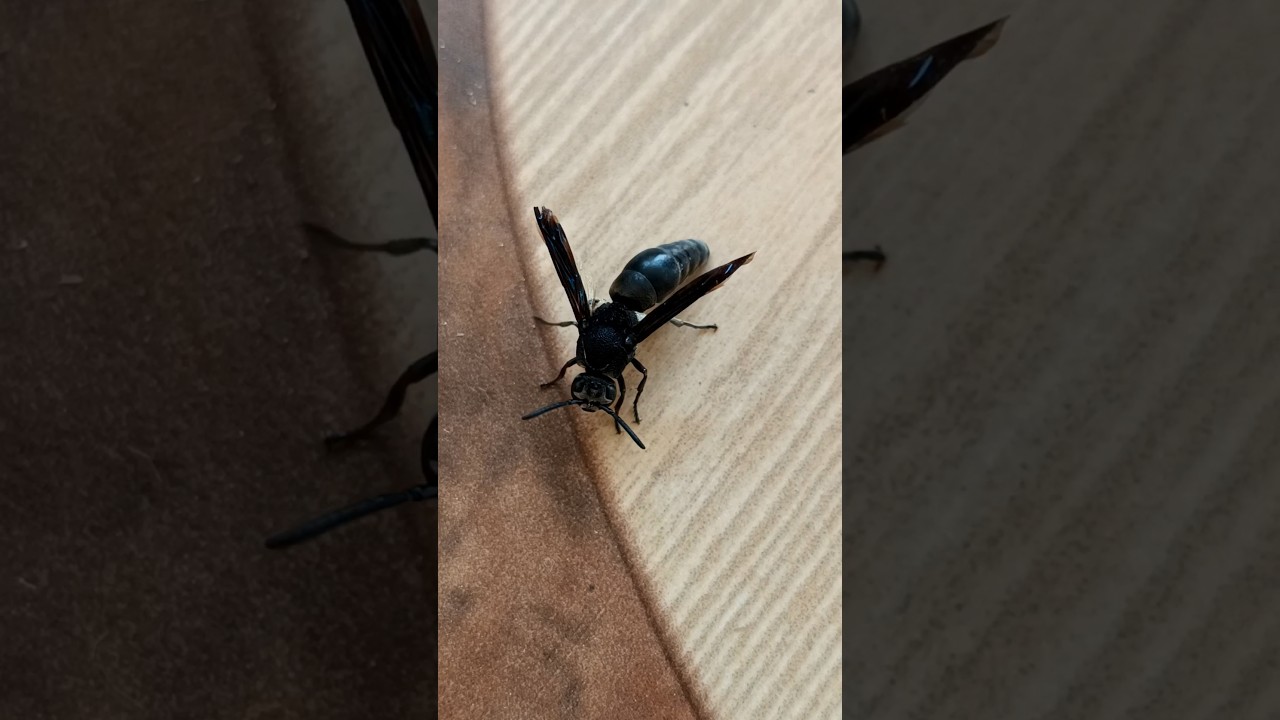 Black wasp #viral #shorts #ytshorts