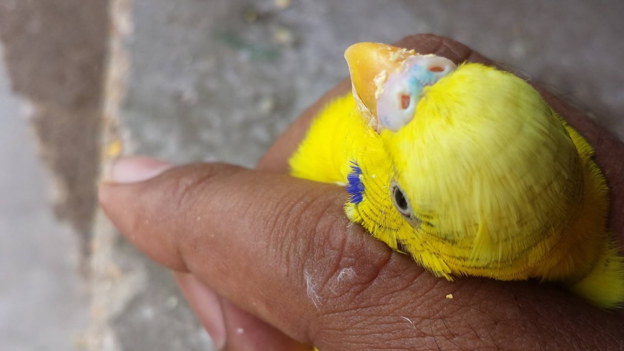 Budgies Parrots me male aur female ka strong farak basic nishani in Urdu/Hindi.