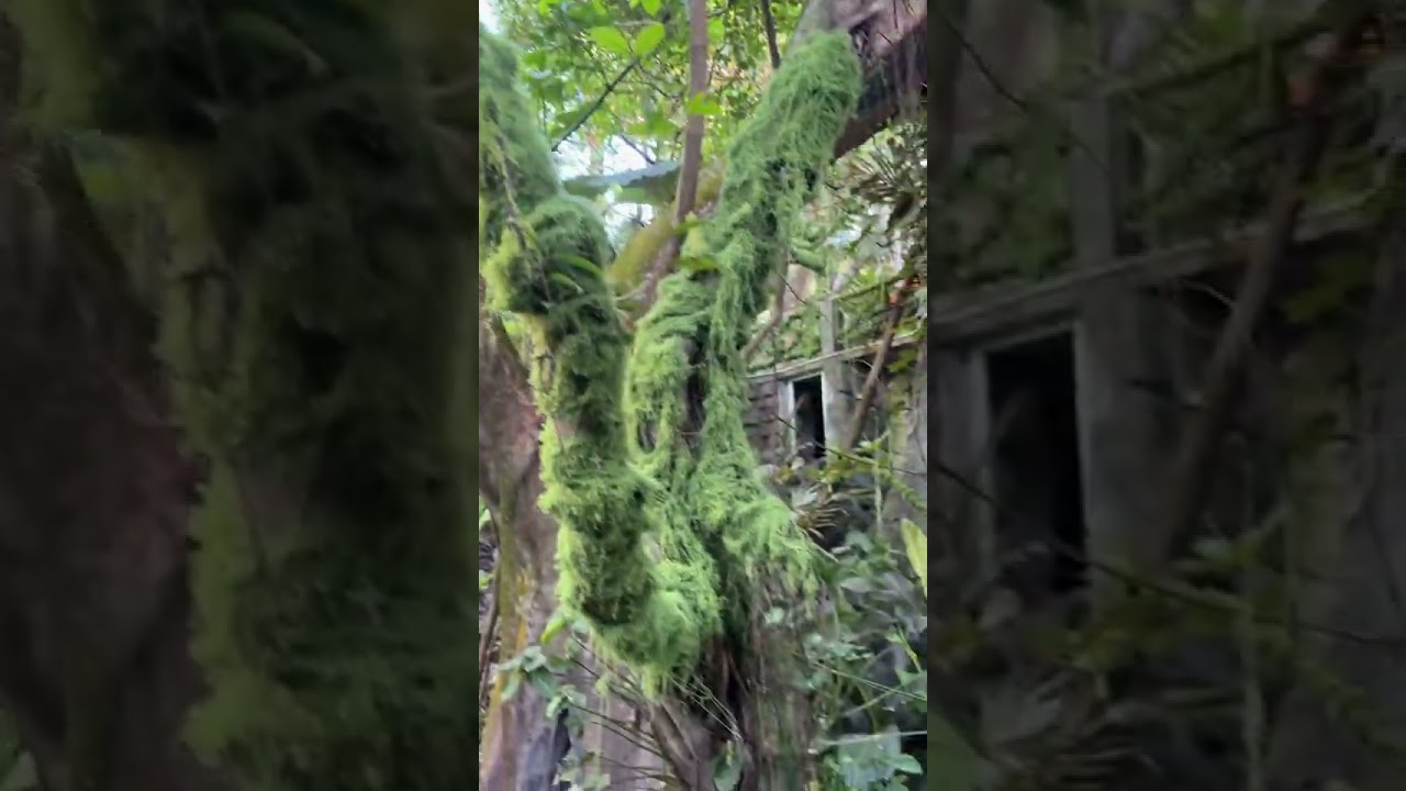 🛒 Shop the Faux Moss We Used: Transform Tree Trunks with Faux Moss for Lush Garden Decor! 🌿✨