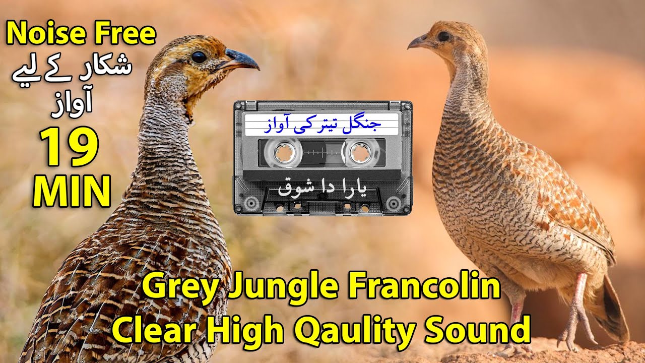 Grey Francolin Voice | Teetar ki Awaz | Grey Partridge Hunting Sound | Teetar ka Shikar Awaz