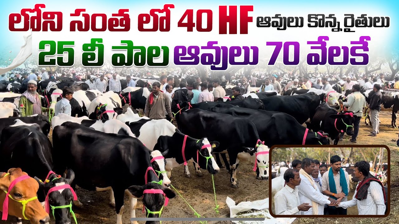 లోని (LONI) సంత లో 40 HF ఆవులు కొన్న రైతులు || 25 Liter Milking HF Cows In Loni Market (Maharashtra)