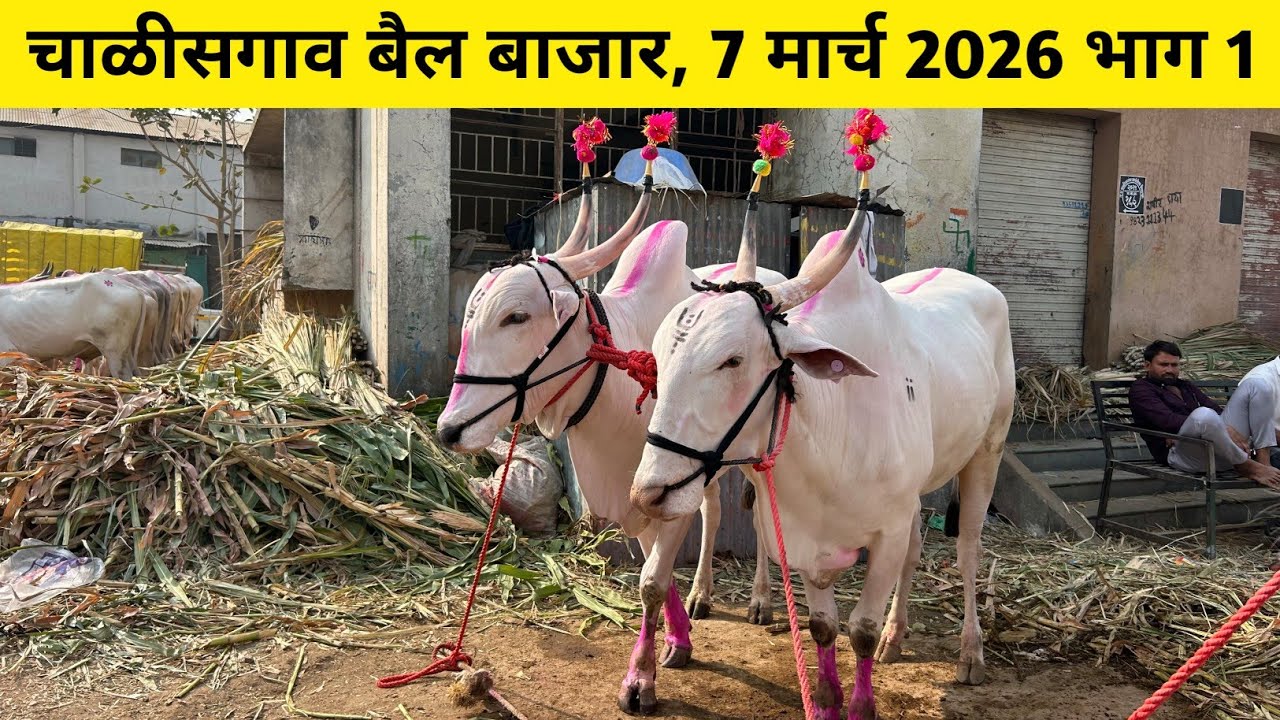 🔴Live चाळीसगाव बैल बाजार, 7 मार्च 2026 || अनवर शेठ यांची दावण‌ 😍 Chalisgaon bail bajar 🥰 #बैलखरेदी