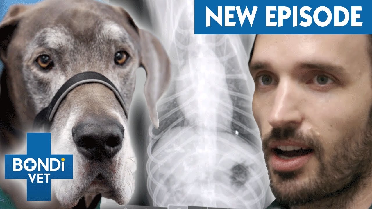 Brave Dog Loses Leg Fighting Against Invasive Cancer 😭| Coast to Coast S6E2 | Bondi Vet Full Episode