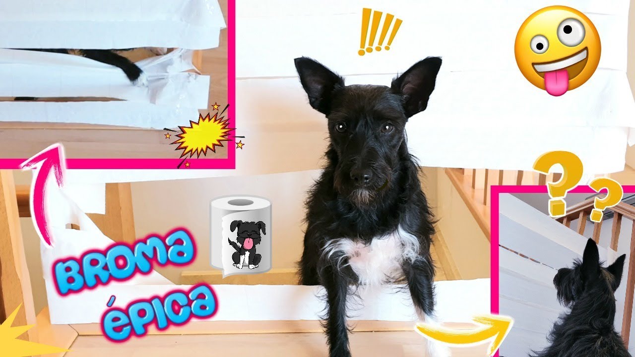 Lana Reacciona al PAPEL HIGIÉNICO CHALLENGE! Retos Divertidos!