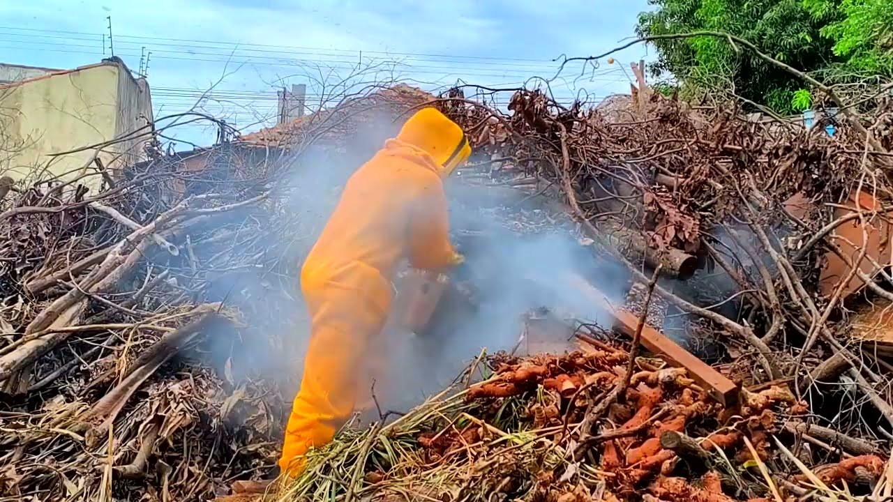 TRANSFERÊNCIA DE APIS DO AMONTOADO DE GALHOS | CRIANDO ABELHAS! 