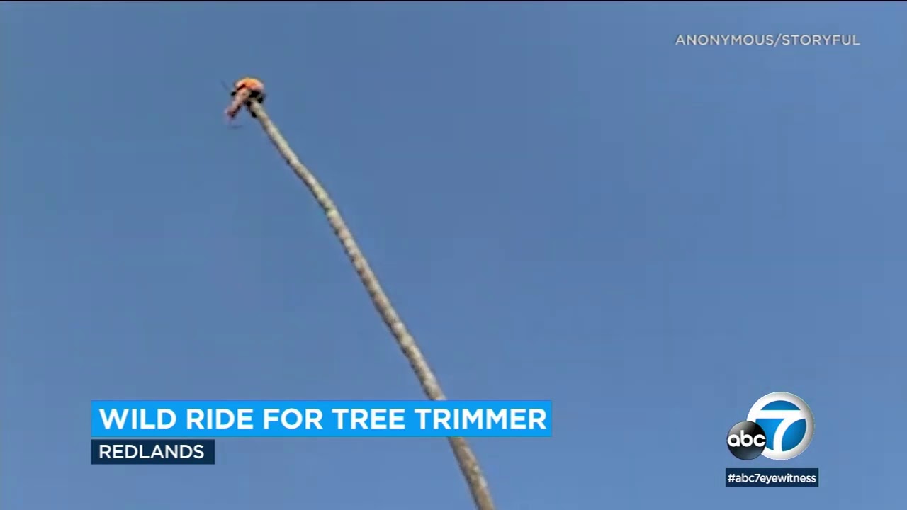 Redlands tree trimmer goes viral after wild palm tree ride | ABC7