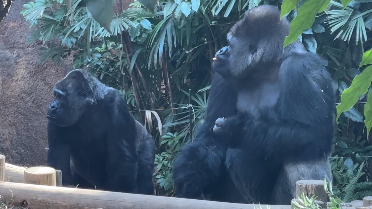 ゴリラさん出勤の時間【‎2026年2月5日‎】【上野動物園】ゴリラ