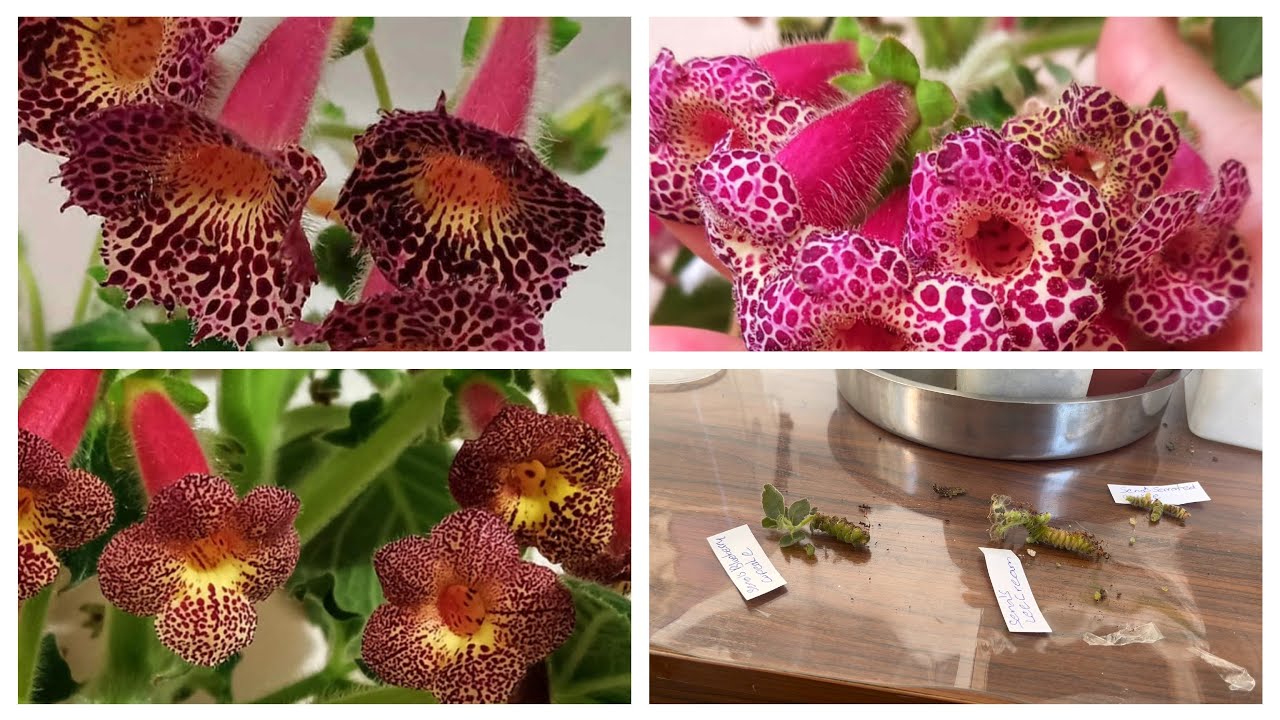 Kohleria çiçeği rizomu nasıl dikilir komşu çatlatan çiçeği çeşitleri 