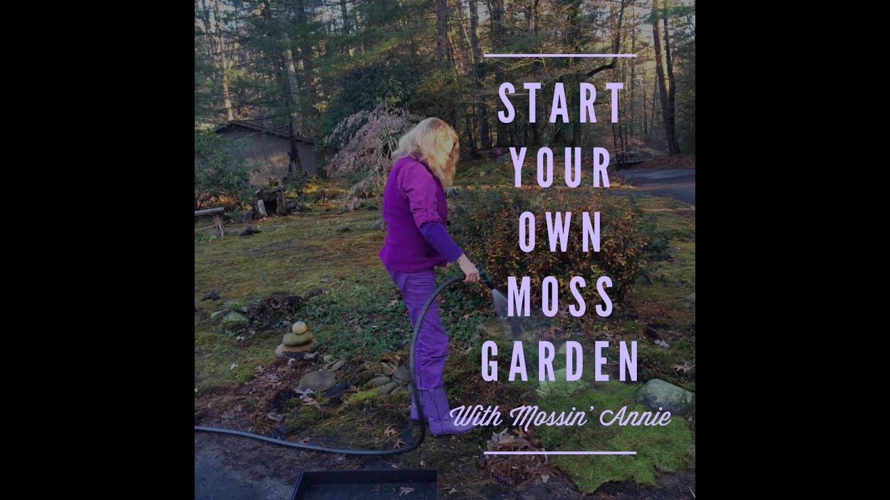 Start Your Own Moss Garden (Contiguous Method)