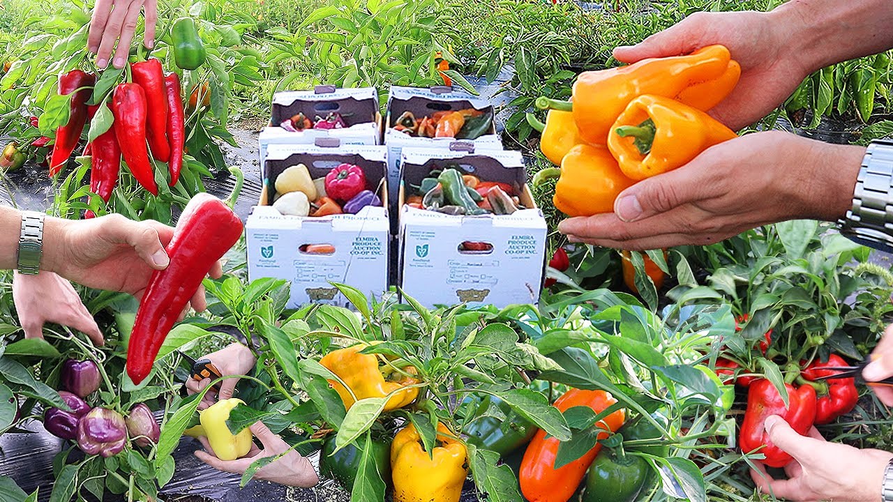 Harvest at the Sweet Pepper Garden Paradise!