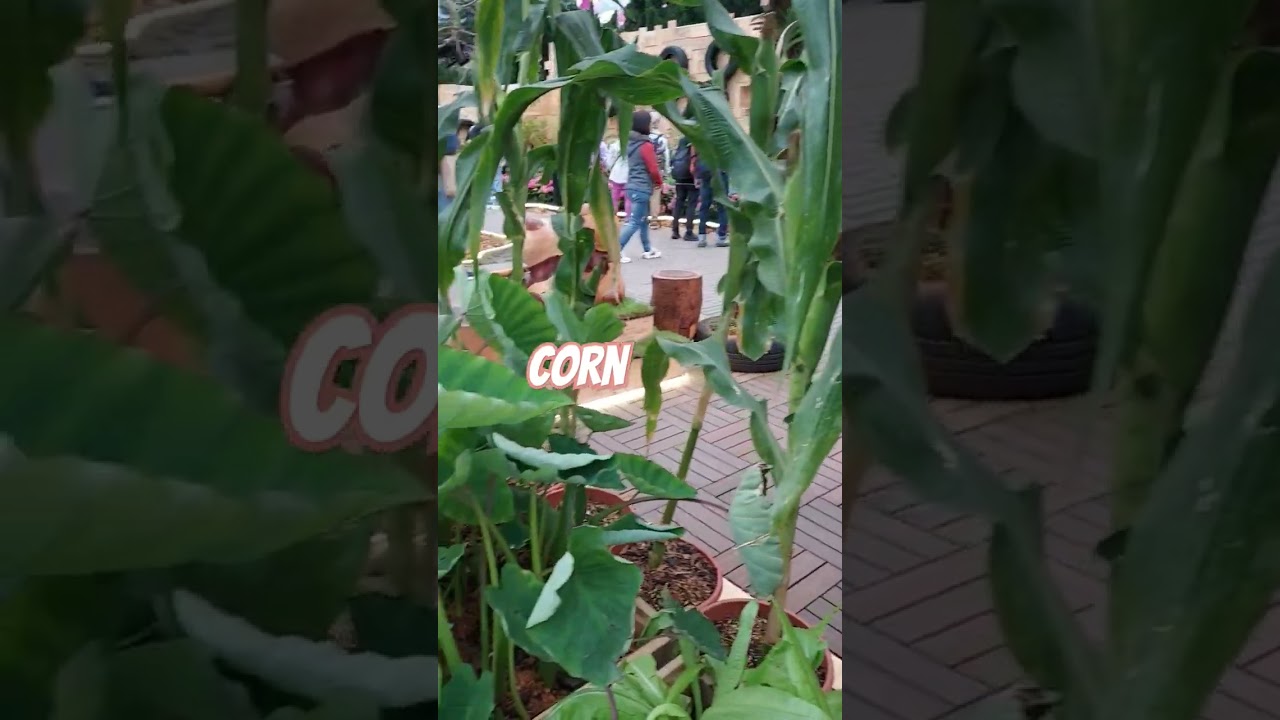 Corn sa flower show #hongkongflowershow #corn @izahd#flowershow2025 #corn