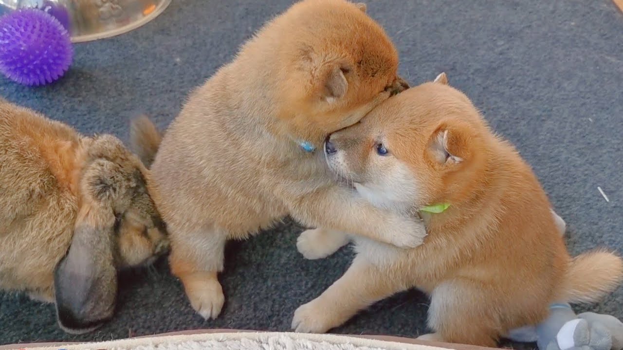 I Just Wanna Gib u Hug