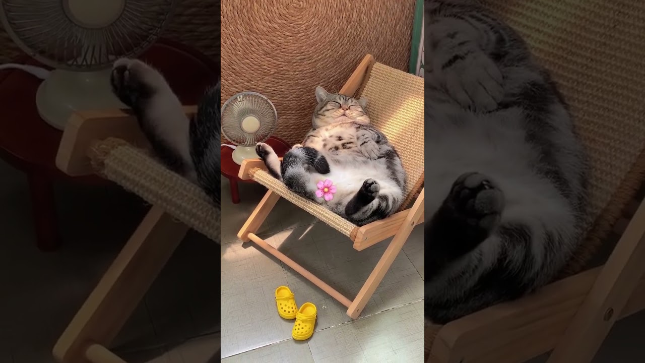 😍Soo cool 😍 #funny #shorts #fun #funforall