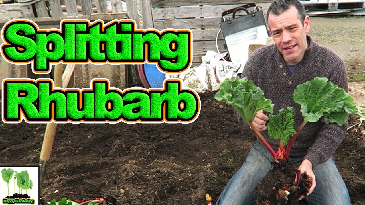 Splitting & Transplanting Rhubarb For A Great Harvest