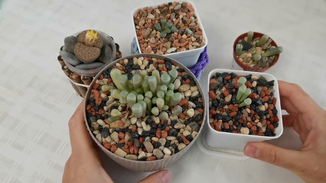 Фенестария/Fenestraria после пересадки