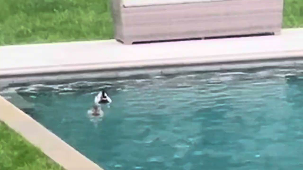 Ducks‘ turn in the pool