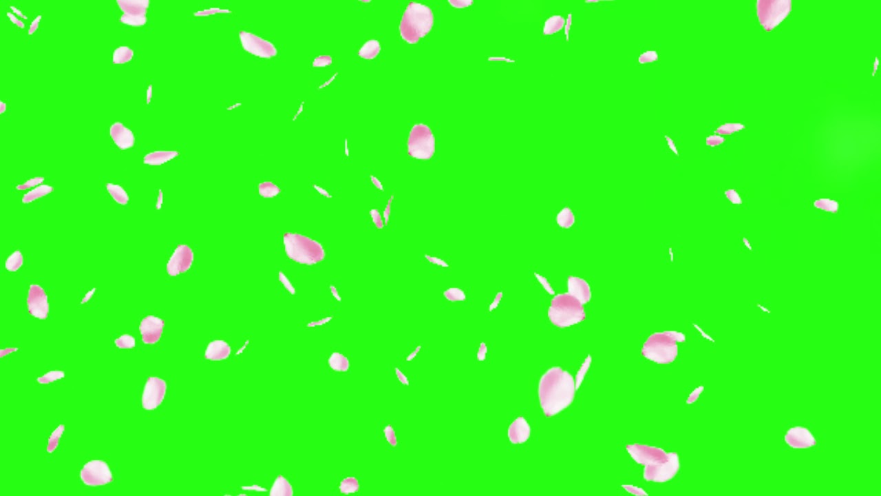 flower   Shower green screen