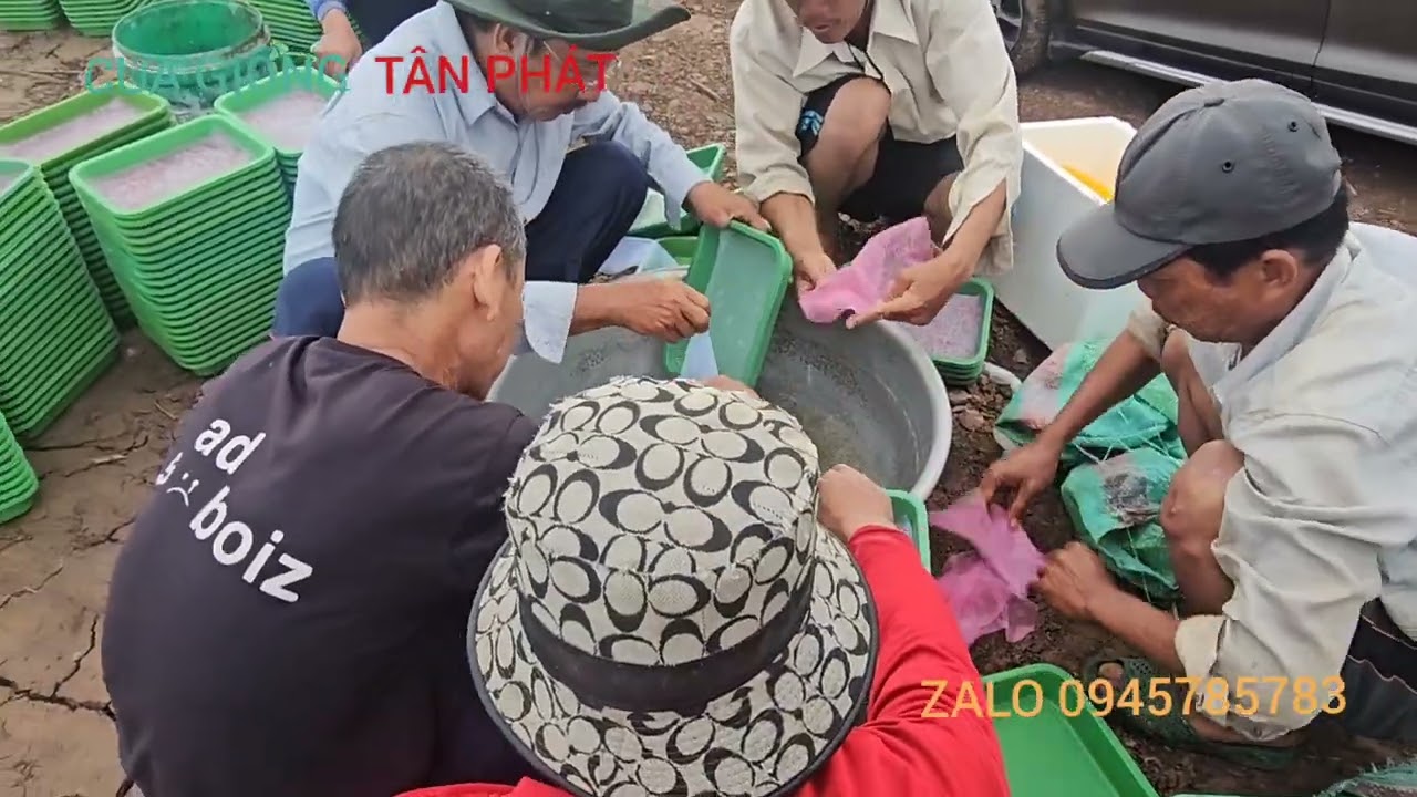 Cua giống TÂN PHÁT Cà Mau 