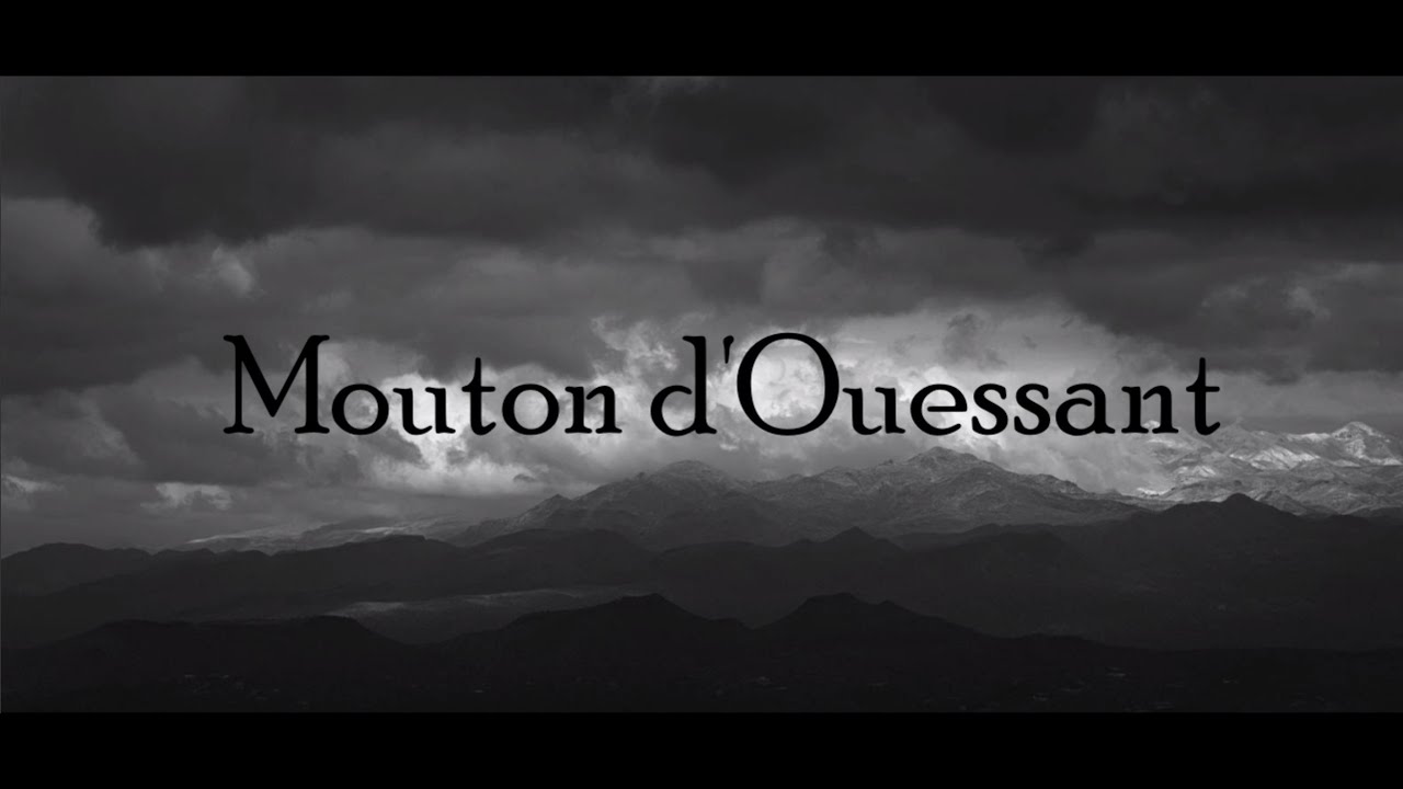 Mouton d'Ouessant  -  Les Lutins du Montana
