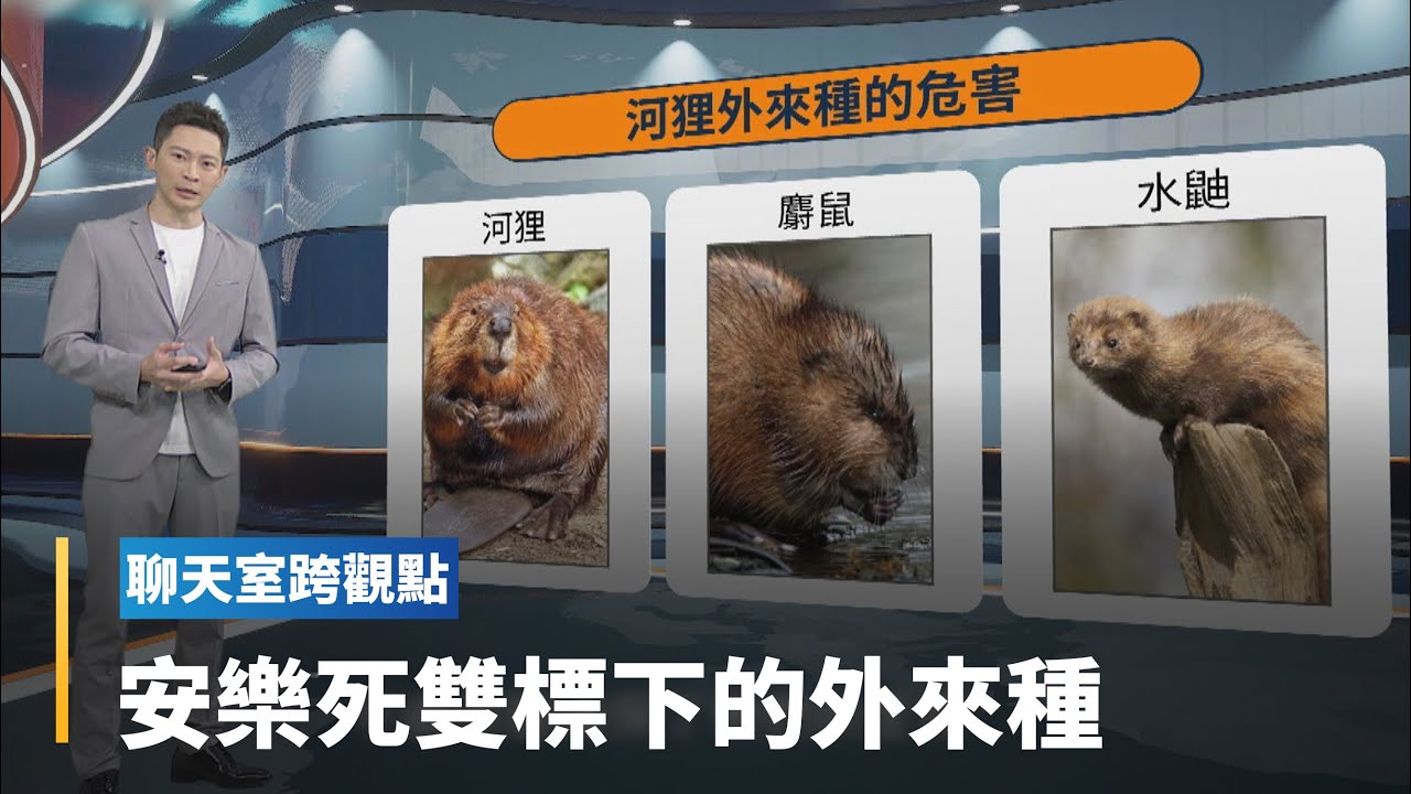 【聊天室跨觀點】外來種失控！安樂死是唯一解方？｜全球聊天室 #鏡新聞