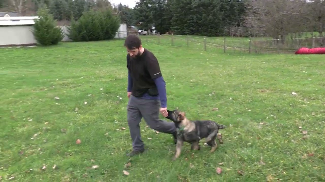 Potential You Can See! Kraftwork K9 Pro German Shepherds