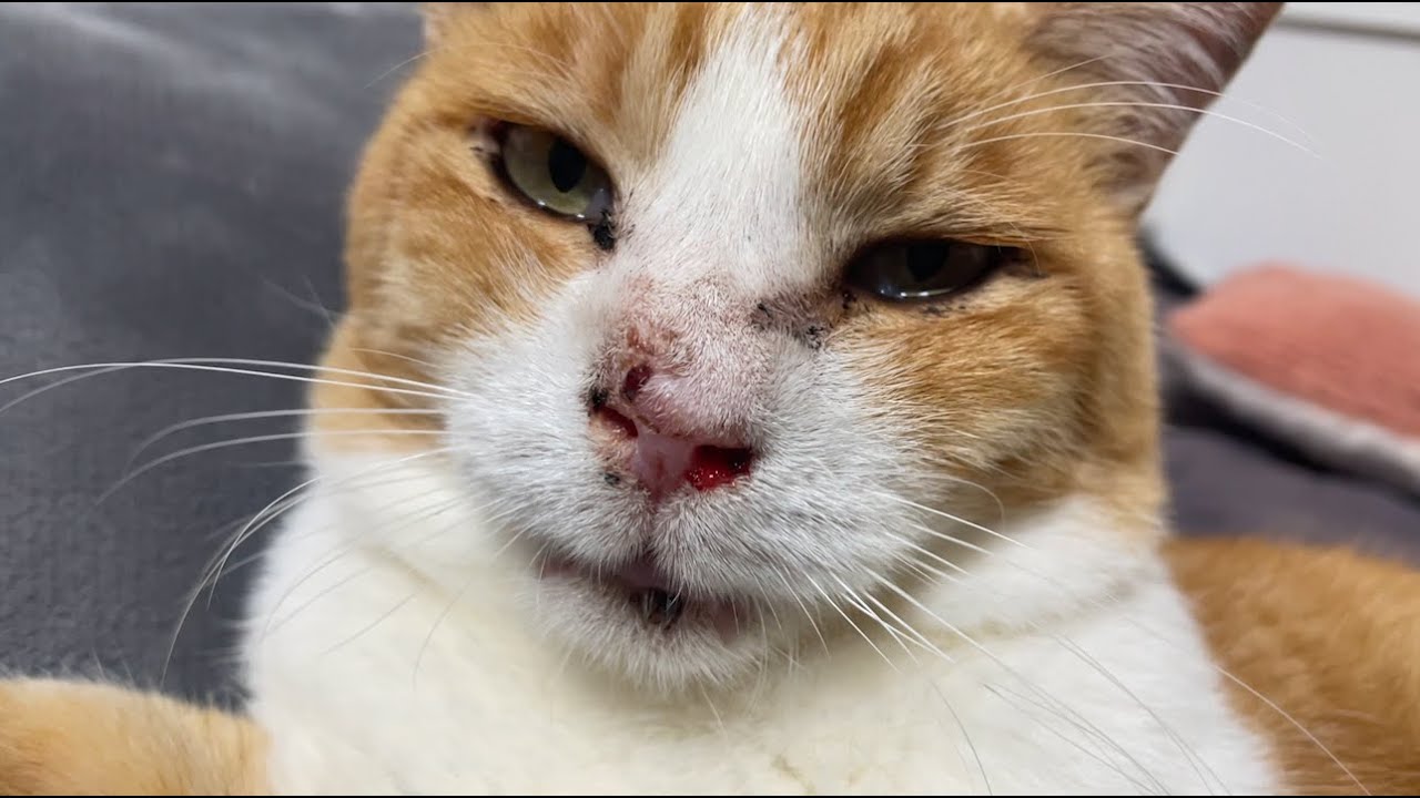 猫を保護したばかりの大変だった頃①治療の経過
