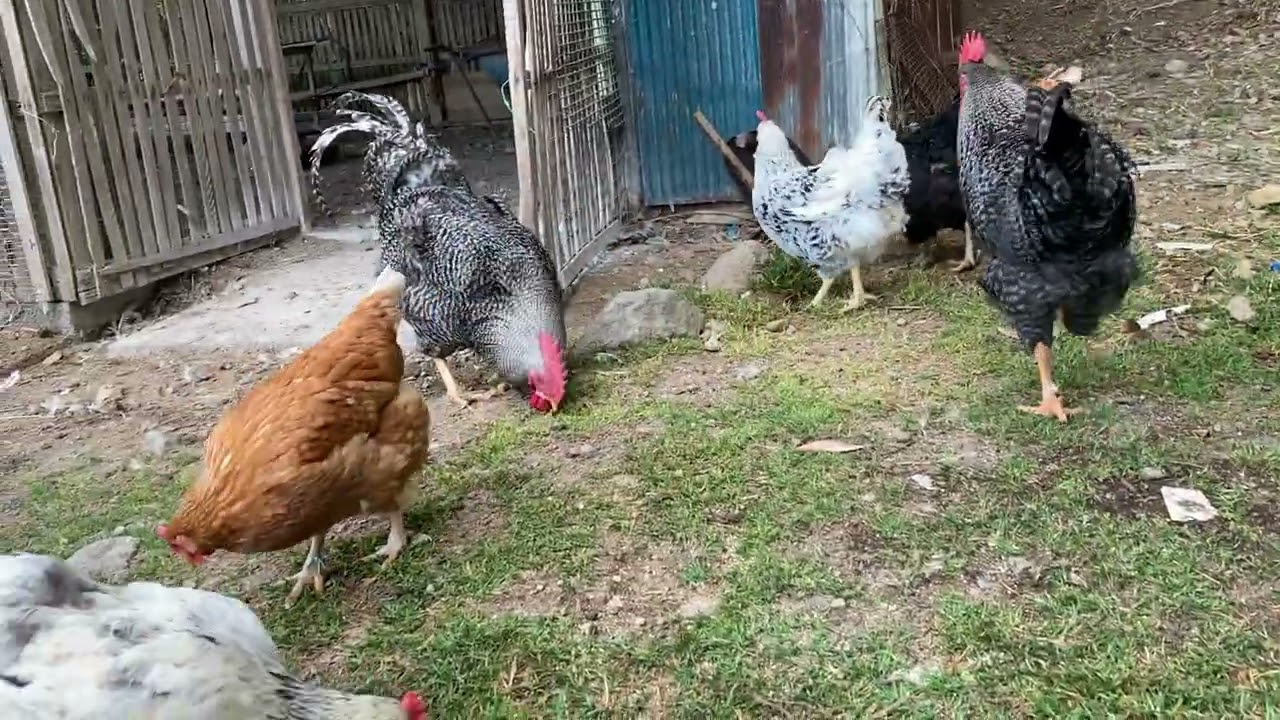 バトは一番体が大きいけれど、大人しい。ピノと誕生日が一緒