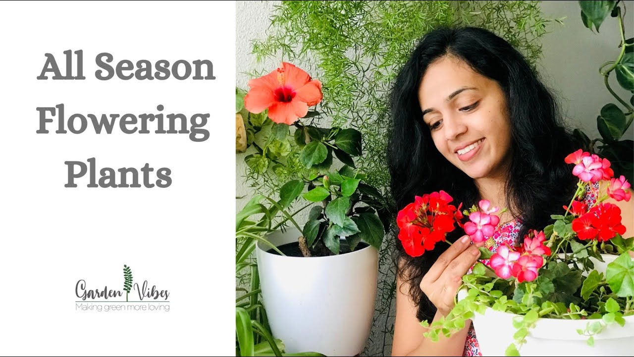 Лучшие всесезонные цветущие растения для балкона и домашнего сада | Garden Vibes от Pratiksha