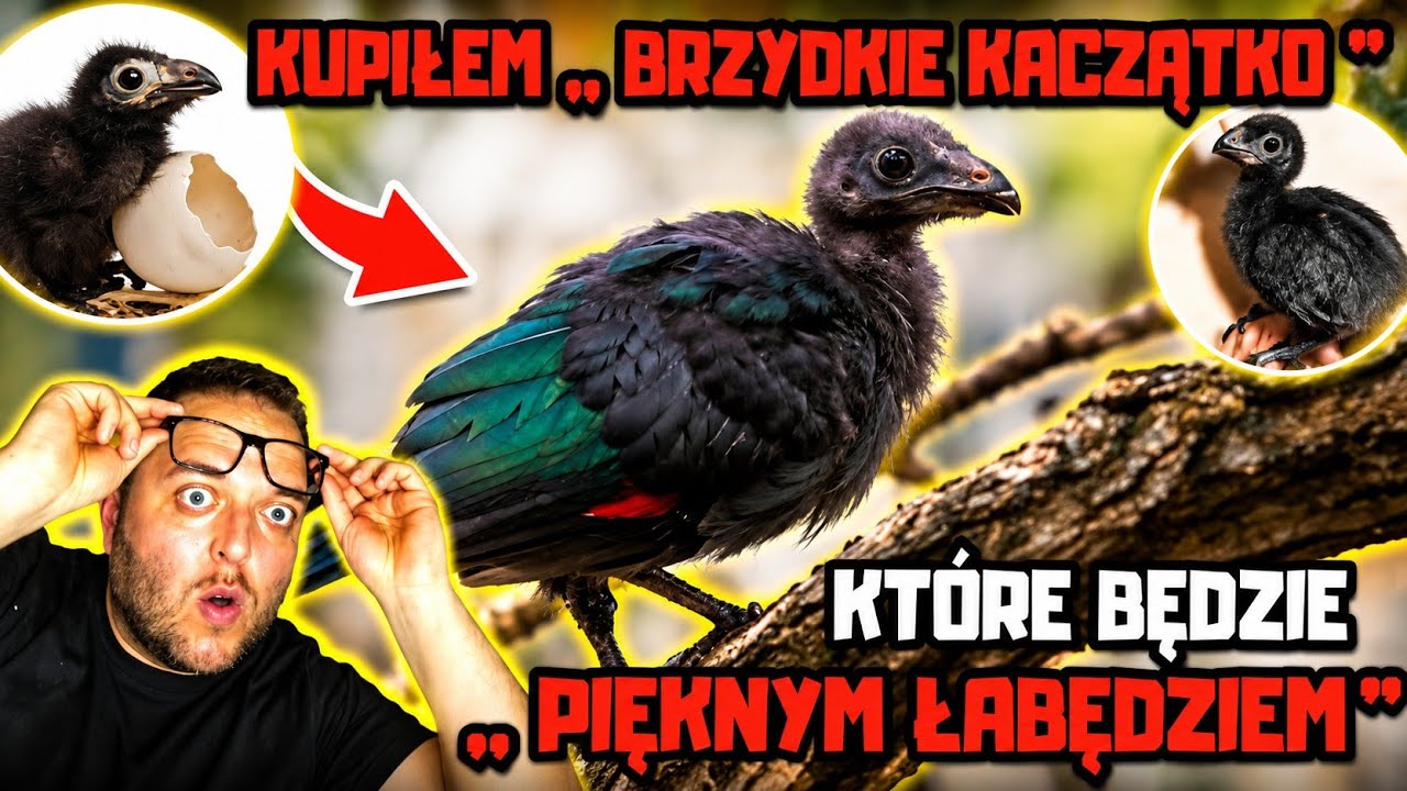 Kupiłem STRASZNIE BRZYDKIE PTAKI, które będą pięknym cudem natury.