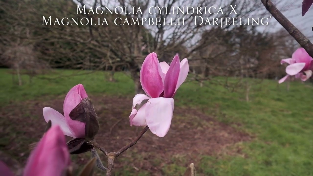 New  magnolia hybrids at Caerhays