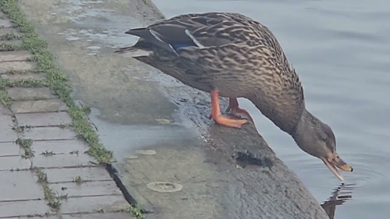 Cute Ducks Bathing And Preening In The Calm River. Gulls Flying Overhead. #nature #ducks #birds