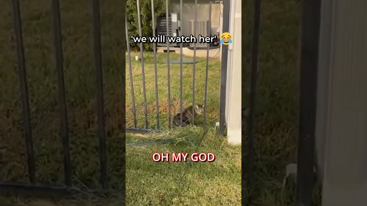 THIS is what happens if you try to control a cat 🐱😂 @T10Nat #funny #fyp #cat