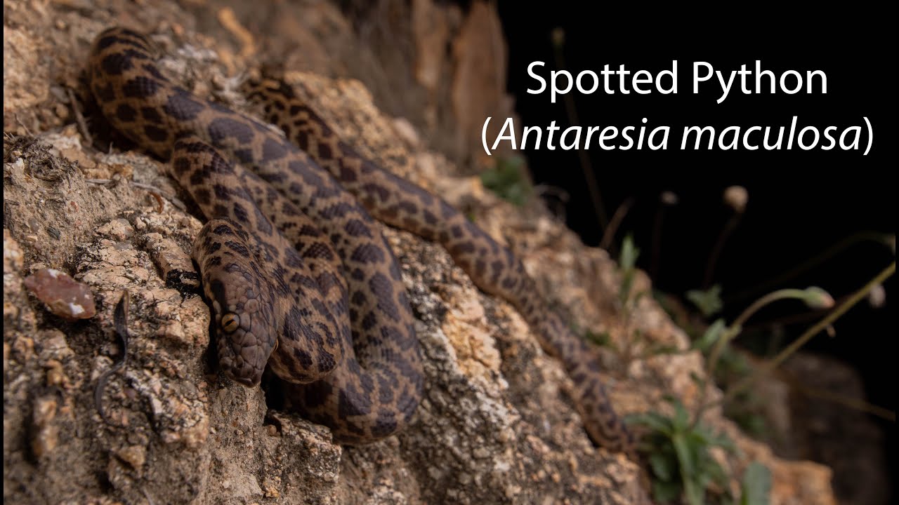 Spotted Python (Antaresia maculosa)