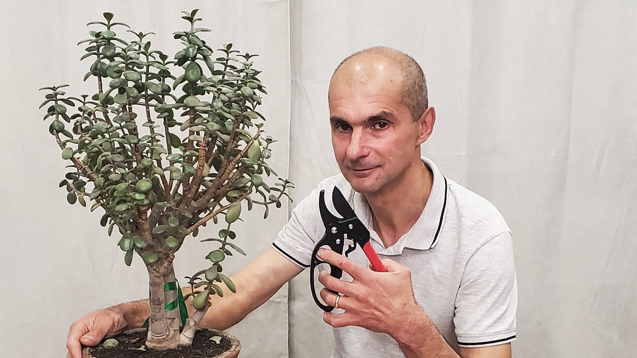 Формирование и Обрезка - Как исправить распущенную Крассулу | Толстянка | Денежное дерево